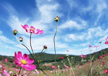 مقالة الإنسان و الجنس – الأب منير سقال