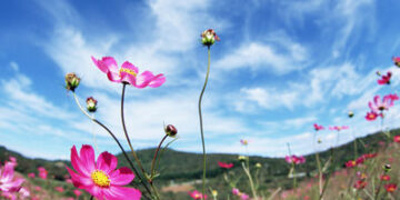 مقالة الإنسان و الجنس – الأب منير سقال