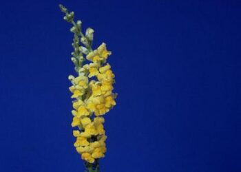 الخجل – المربي ماجد طويل