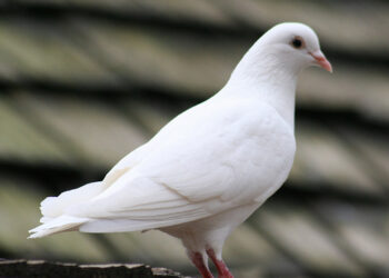 ستيلا عصفورة الله الصغيرة متبالهة من أجل المسيح -قصة وعبرة-