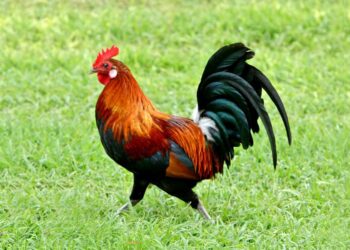 “لا تتنازل عن المبادئ والقيم والأخلاق” -قصة وعبرة-