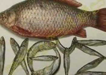 لماذا يُسمح تحديداً بأكل السمك لا بسواه في عيد البشارة وأحد الشعانين؟ عند الطوائف الأرثوذكسية