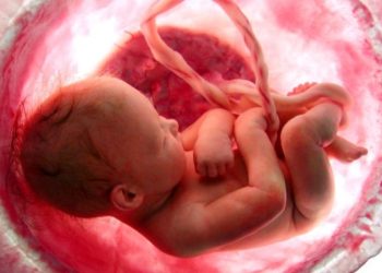 حرية الأم أم حياة الجنين؟ – الإجهاض