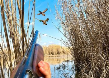 البط الميت لا يرفرف – قصة وعبرة