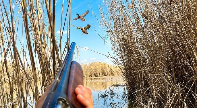 البط الميت لا يرفرف – قصة وعبرة