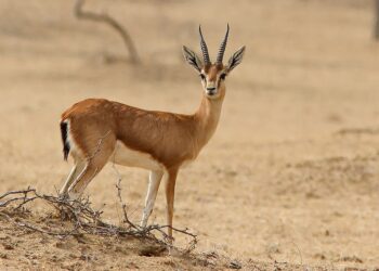 الجمال الحقيقي – قصة وعبرة