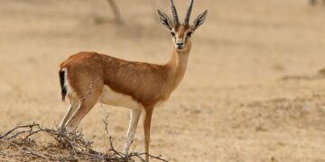 الجمال الحقيقي – قصة وعبرة