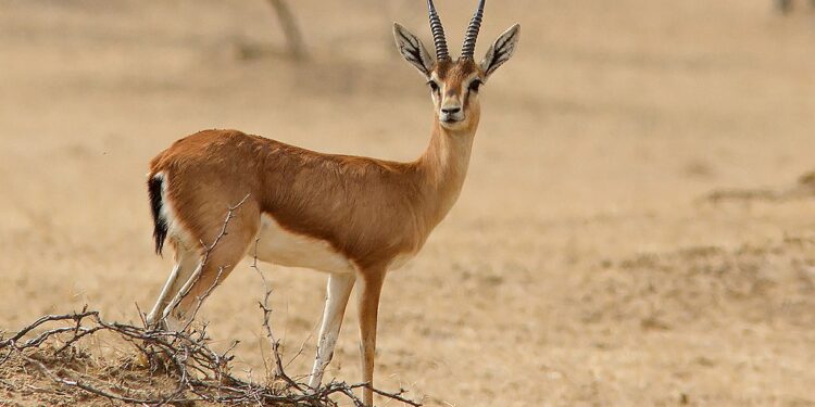 الجمال الحقيقي – قصة وعبرة