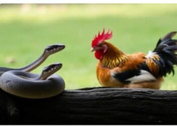 العِبرَة لِمَن يَعتَبِر