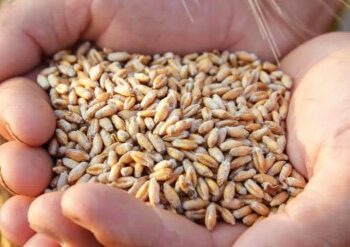 حبَّة القمح