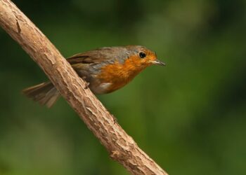 العصفور والصليب – قصة وعبرة