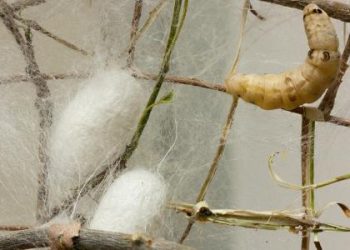 صلاة على دودة القز