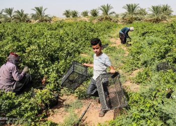 صلاة عند قطف كرم