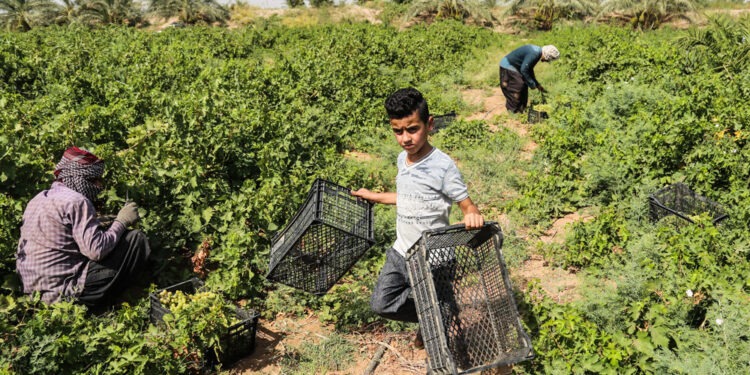 صلاة عند قطف كرم