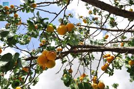 صلاة على بواكير الثمار