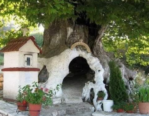 كنيسة السيدة العذراء باراميثيا (المعزية) داخل شجرة في اليونان..