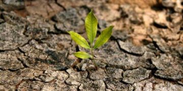 القناعة كنز لا يفنى