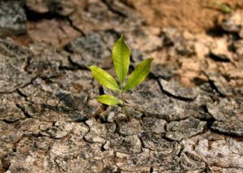 القناعة كنز لا يفنى