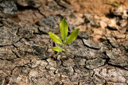 القناعة كنز لا يفنى