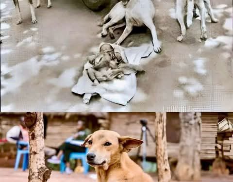 الوفاء والحب الحقيقيين لا يشترط أن يكونا من بني البشر – قصة وعبرة حقيقية