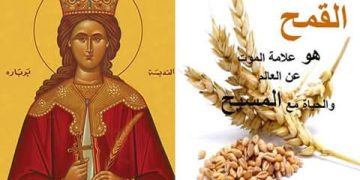 لماذا القمح المسلوق في عيد القديسة بربارة ؟