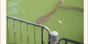 سمك السلور المعجزة في نهر الأردن