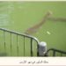 سمك السلور المعجزة في نهر الأردن
