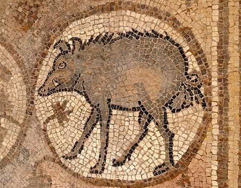 لماذا تتجنب بعض الثقافات والأديان لحم الخنزير بينما تقبله ثقافات وأديان أخرى؟